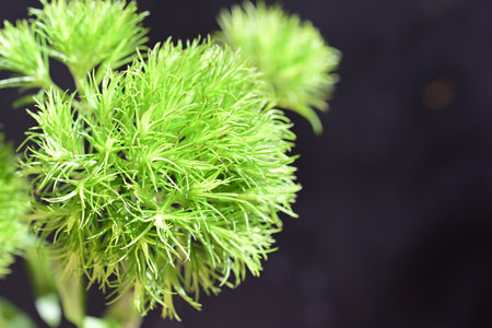 Close-up of fresh green dill on a black background.の写真素材
