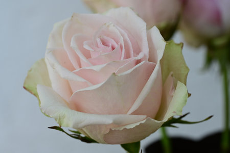 pink and white rose in vase on white background close upの写真素材
