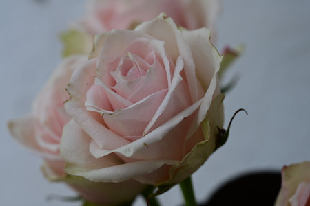 Beautiful pink rose on a white background. Soft selective focus.の写真素材