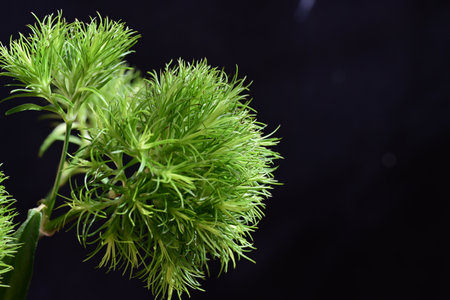 Close up of green fennel on black background, studio shot