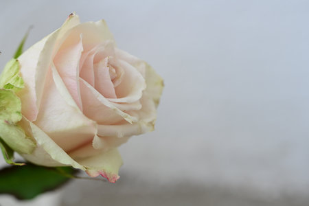 pink and white rose on a gray background with space for textの写真素材