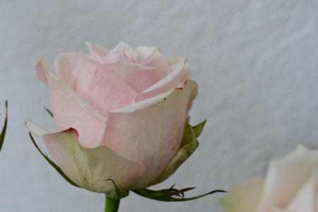 Pink and white rose on a white background. Shallow depth of field.の写真素材