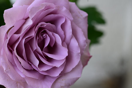 close up of pink rose in a vase, shallow depth of fieldの写真素材