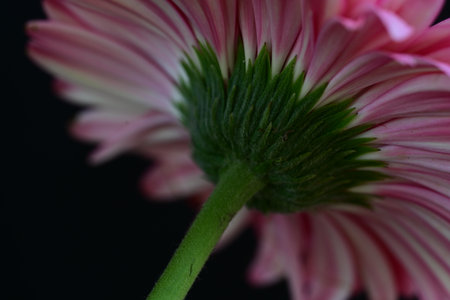 pink gerbera macro close up isolated on black background.の写真素材