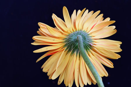 Yellow gerbera flower isolated on black background. Close up.の写真素材