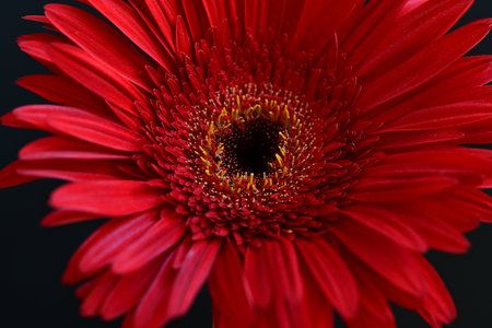 Red gerbera flower isolated on black background. Close up.の写真素材