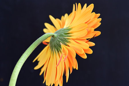 Orange gerbera flower isolated on black background. Close up.の写真素材