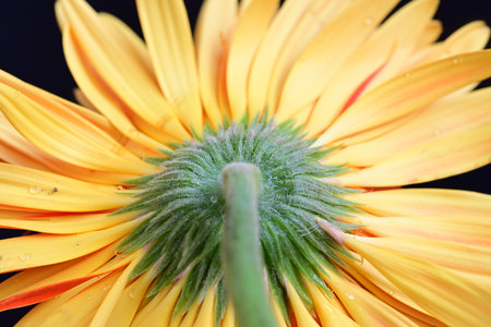 Close up of yellow gerbera flower with water drops on petalsの写真素材