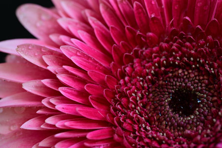 Pink gerbera flower with water drops on petals close upの写真素材