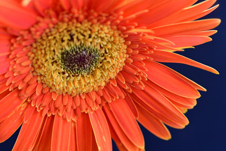 Orange gerbera flower on blue background, closeup of photoの写真素材