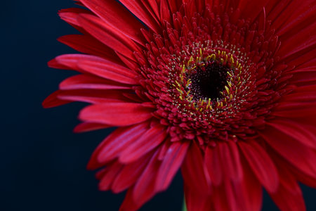 Red gerbera flower isolated on black background. Close up.の写真素材