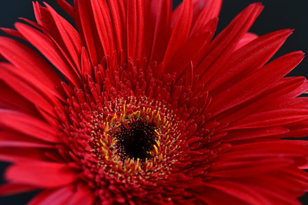 Red gerbera flower isolated on black background. Close up.の写真素材