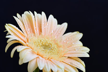 Close up of gerbera flower with water drops on black backgroundの写真素材
