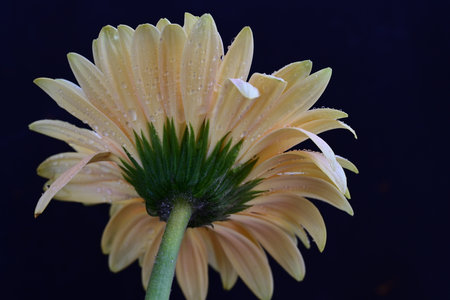 gerbera very nice colorful garden flower close up in the sunshineの写真素材
