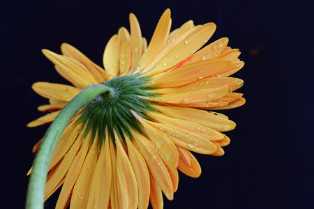 Yellow gerbera flower with water droplets on the petalsの写真素材