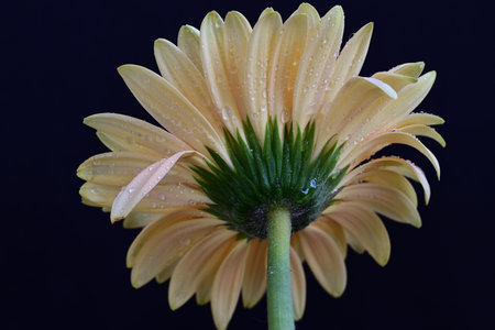 Yellow gerbera flower with water droplets on the petalsの写真素材
