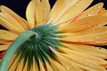 Yellow gerbera flower with water drops on petals closeupの写真素材