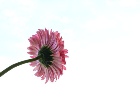 Pink gerbera flower on blue sky background. Copy space.の写真素材