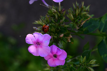 ladybug on a phlox flower in the summer gardenの写真素材