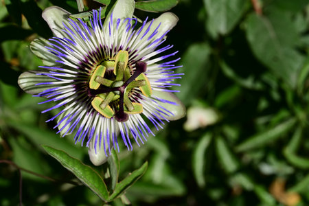 Passiflora caerulea, Passiflora caeruleaの写真素材