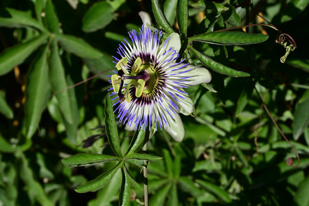 Passiflora caerulea, Passiflora caeruleaの写真素材