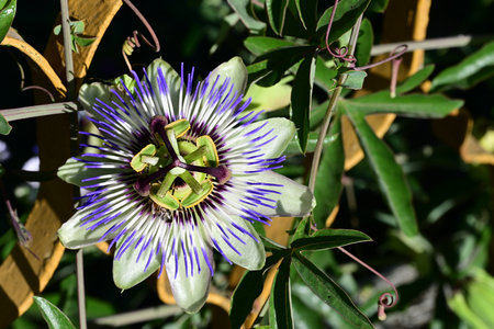 Passion fruit flower, Passiflora caeruleaの写真素材