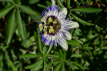 Passiflora caerulea, Passiflora caeruleaの写真素材
