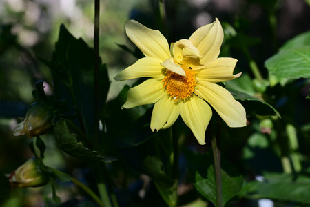 Yellow dahlia in the garden on a sunny summer day.の写真素材