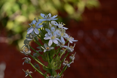 A closeup shot of a small white flower on a blurred backgroundの写真素材