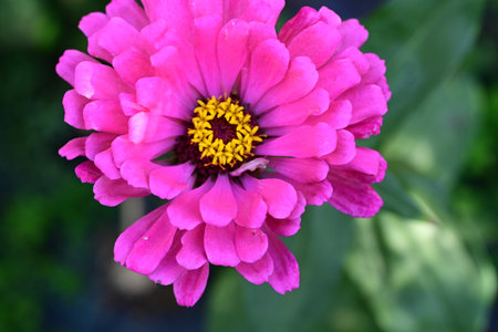 pink zinnia flower in the garden, closeup of photoの写真素材