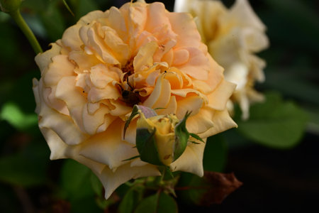 Roses are beautiful in the garden, Roses are beautiful with a beautiful sunny day.の写真素材
