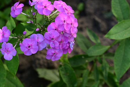 Phlox paniculata is a species of flowering plant in the genus Phlox.の写真素材