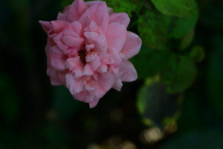 Pink rose in the garden. Selective focus. Shallow depth of field.の写真素材