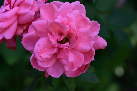 Pink rose in the garden, close-up, selective focus.の写真素材