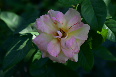 pink and white rose in the garden on a dark green backgroundの写真素材
