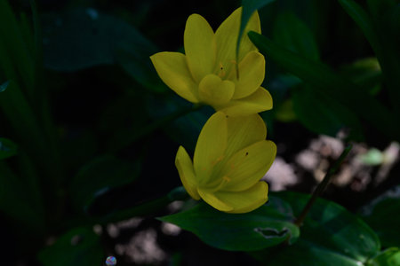 Beautiful yellow flowers blooming in the forest. Spring season.の写真素材