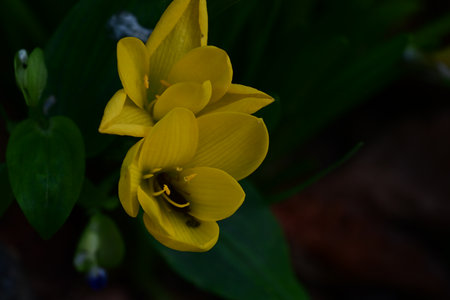 Close up of yellow freesia flower in the garden. Selective focus.の写真素材