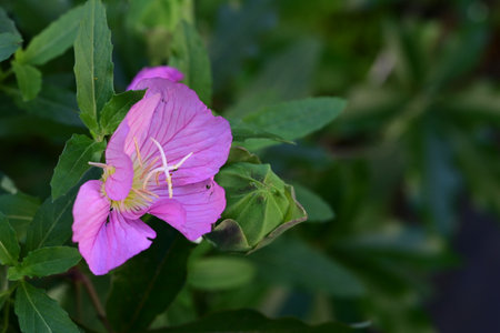 Purple flower of Evening Primrose, Oenothera speciosaの写真素材
