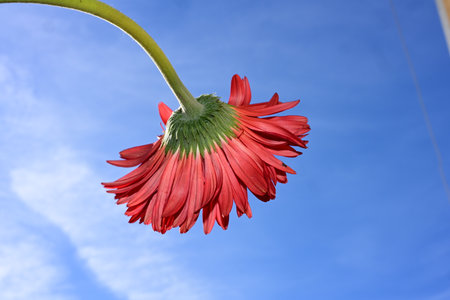 Red gerbera flower on blue sky background, closeup of photoの写真素材