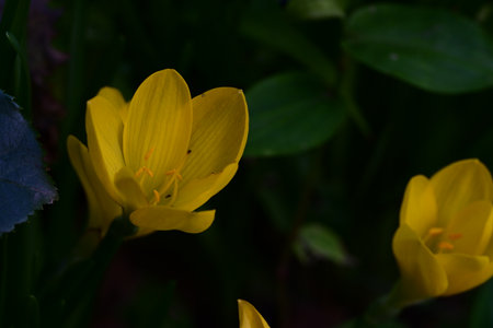 Yellow crocuses on a background of green leaves in the parkの写真素材