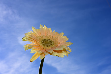 Yellow gerbera on blue sky background, closeup of photoの写真素材