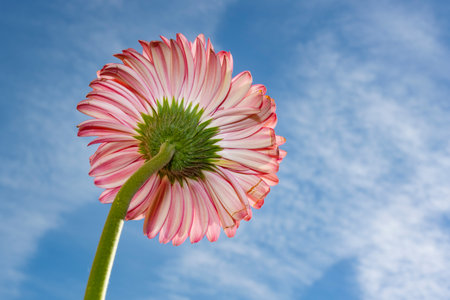 Pink gerbera flower on blue sky background with copy space.の写真素材