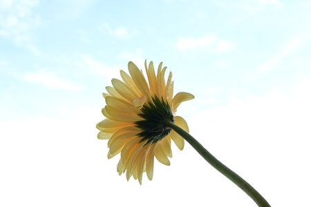 Yellow gerbera flower on blue sky background, closeup of photoの写真素材