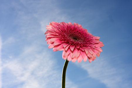 Pink gerbera flower on blue sky background. Copy space.の写真素材