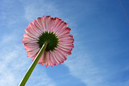 Pink gerbera flower on blue sky background with copy space.の写真素材