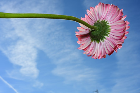 Pink gerbera flower on blue sky background with copy space.の写真素材