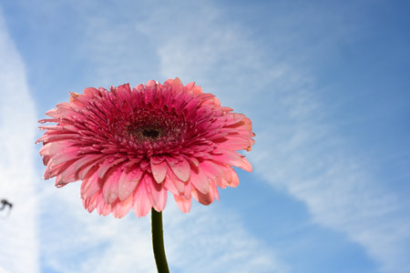 Pink gerbera flower on blue sky background, close-upの写真素材