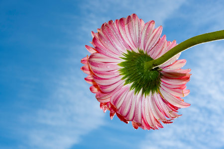 pink gerbera flower on blue sky background with copy spaceの写真素材