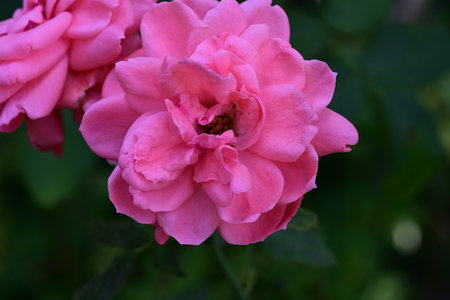 Pink rose blooming in the garden, closeup of beautiful flowerの写真素材