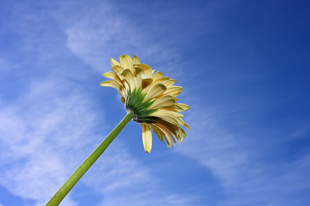 Yellow gerbera flower on a background of blue sky with cloudsの写真素材